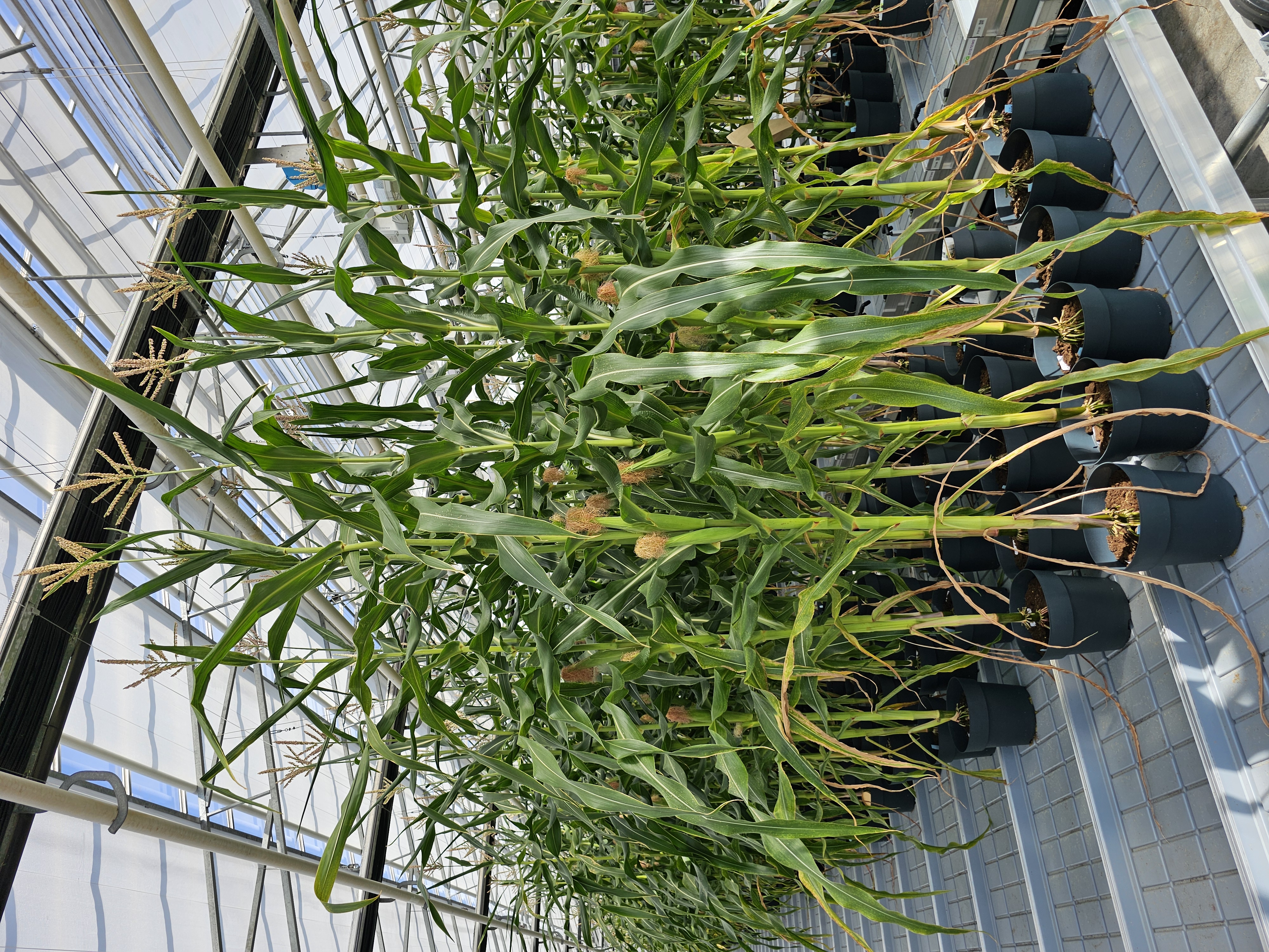Genotype to phenotype association of different growth-related traits