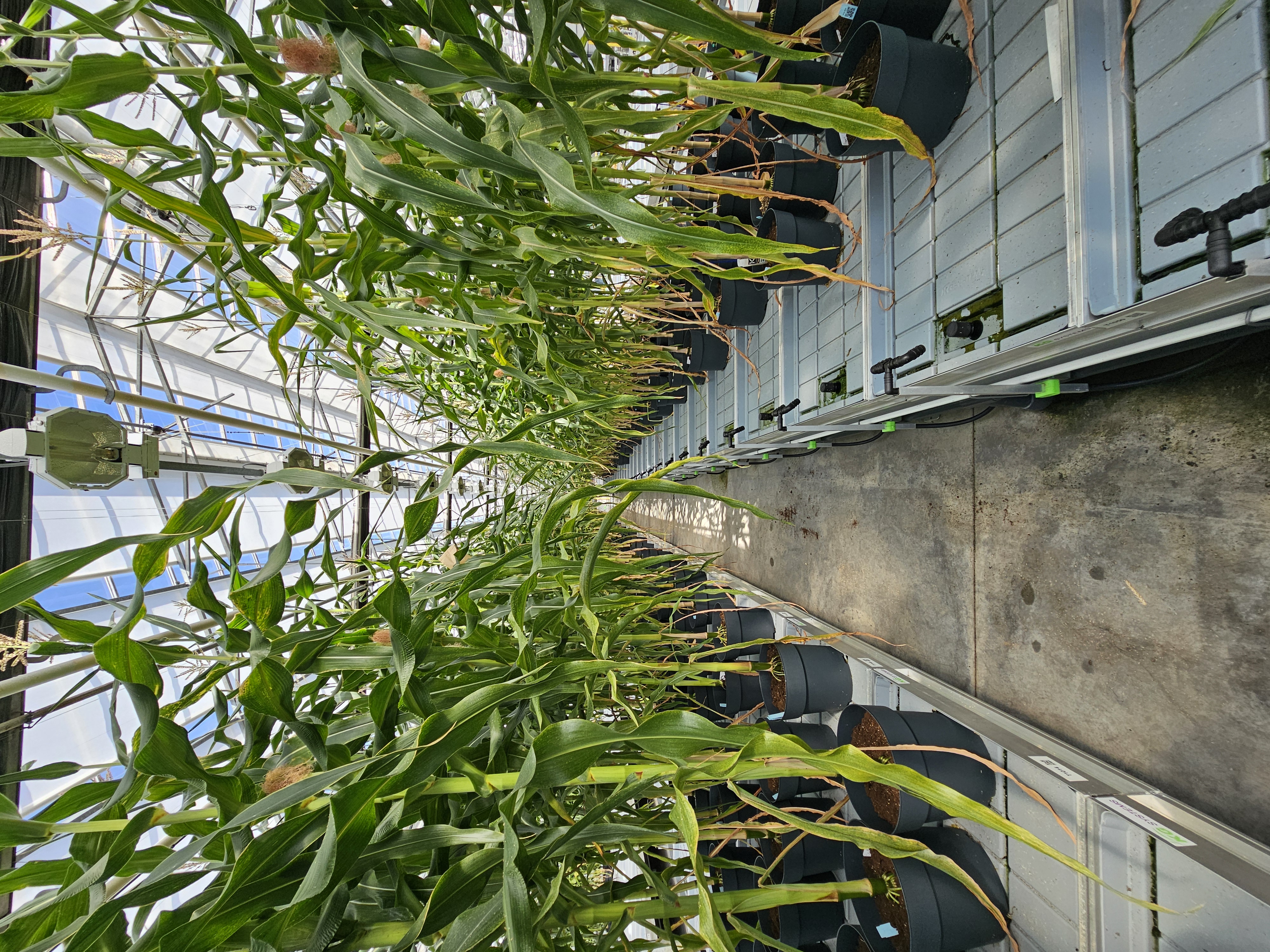 BREEDIT plant population at IPSA platform of VIB-Agroincubator
