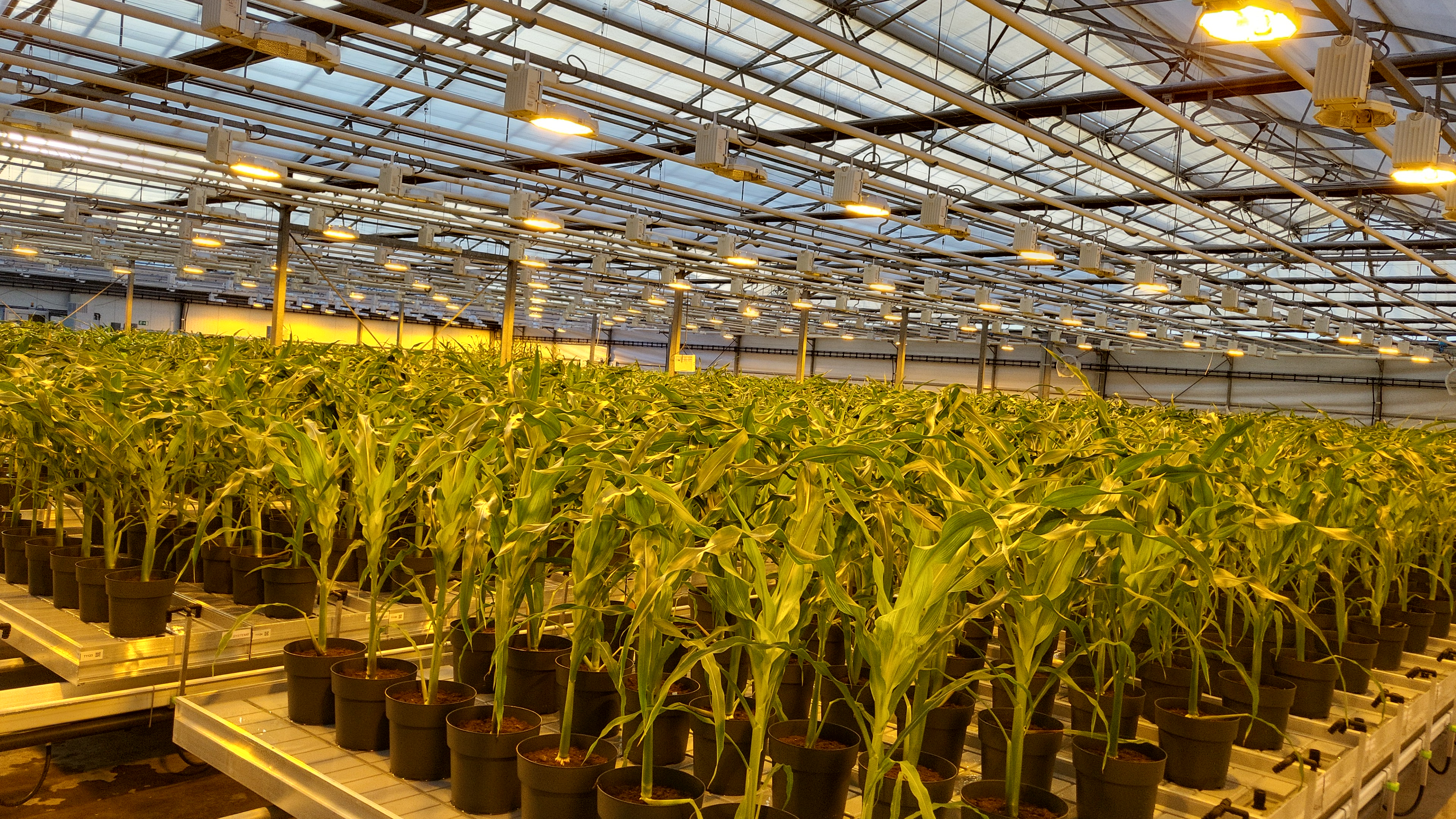 BREEDIT plant population at IPSA platform of VIB-Agroincubator