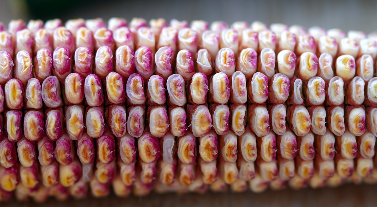 Corn cob
