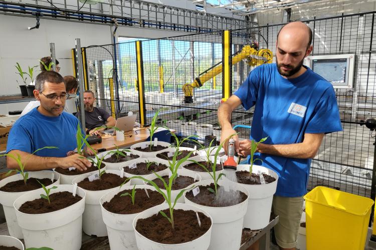 Team preparing pots for mature phenotyping of BREEDIT population