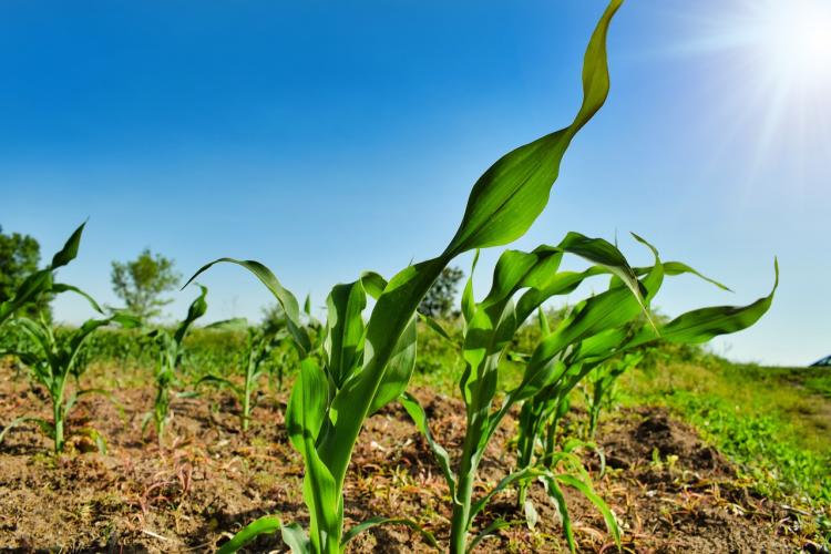 maize on a field